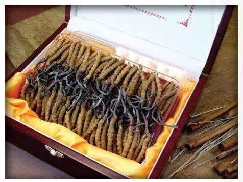 建华冬虫夏草回收